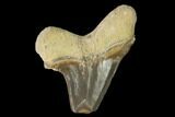 Bargain, Fossil Shark (Cretoxyrhina) Tooth - Kansas #142958-1